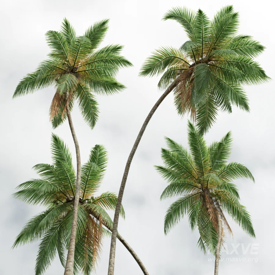 AV Cocos Nucifera palms - Image 6