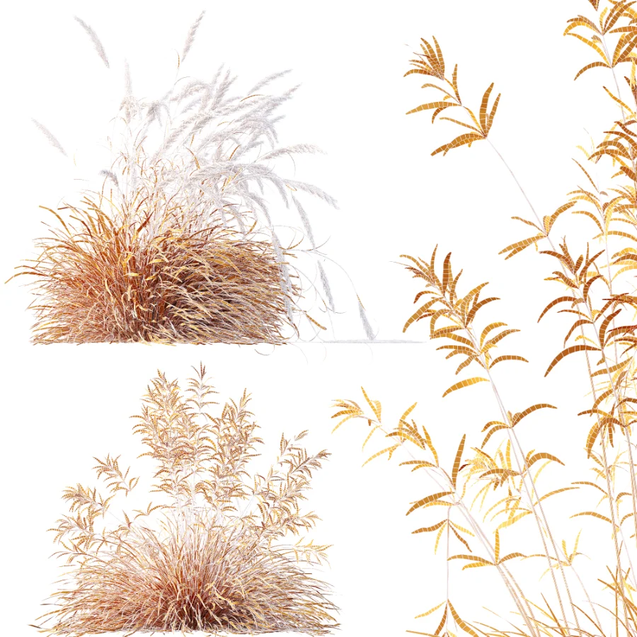 AV Calamagrostis Acutiflora Karl Foerster and Stipa arundinacea Sweet Grasses - Image 13