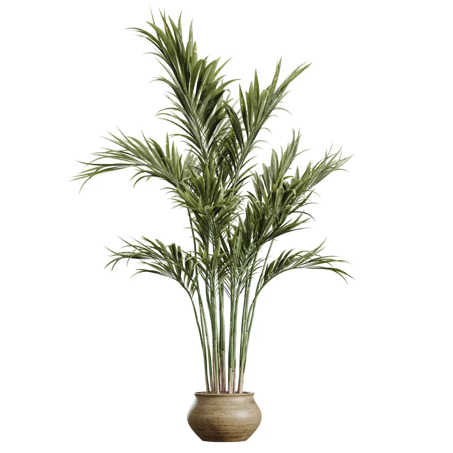 AV Indoor Plants Set 452 Dracaena Lemon Cane and Chemlali Olive and Briful Pachira and Areca Cat Reed Palm - Image 3