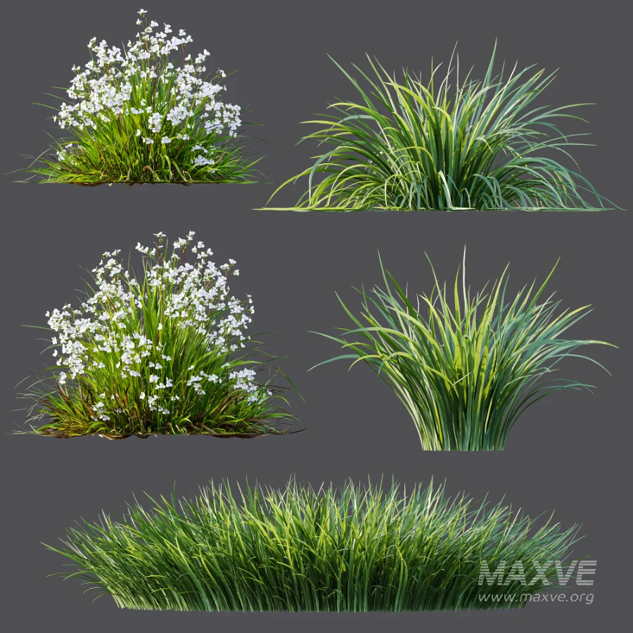ntal grasses. These elegant groundcover species are valued for their refined texture, compact growth habit, and exceptional versatility in contemporary landscape architecture, Japanese gardens, urban parks, courtyards, and high-end residential projects. - Image 12