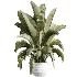 AV Indoor Plants Set 468 Cactus Echinocactus and Chemlali Olive and Ravenala Banana and Ficus Dracaena Marginata - Thumbnail 3