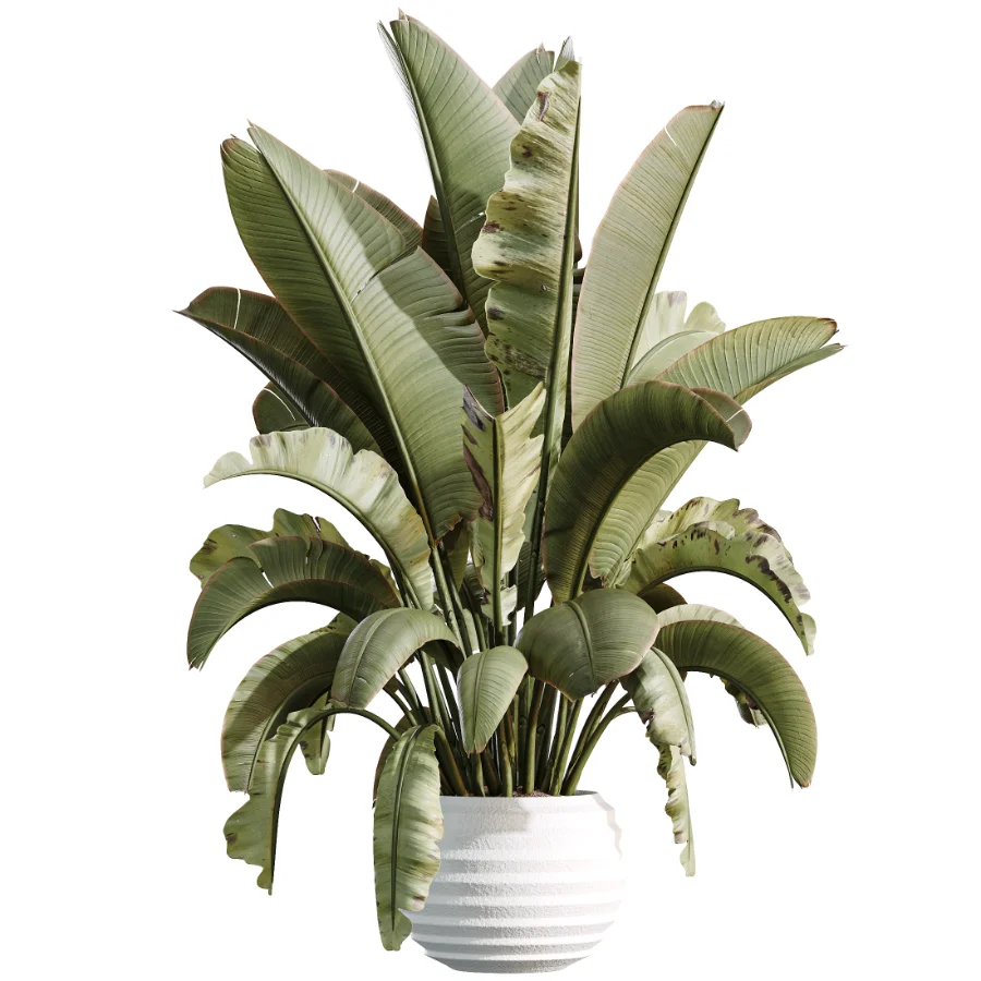 AV Indoor Plants Set 468 Cactus Echinocactus and Chemlali Olive and Ravenala Banana and Ficus Dracaena Marginata - Image 3