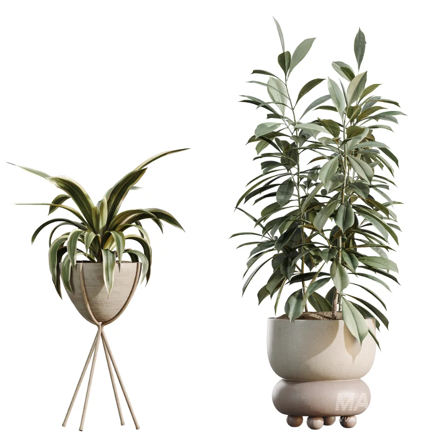 AV Indoor Plants Set 462 Licuala Grandis Palm and Dracaena Warneckii Cane and Snake Sansevieria and Ficus Cyathistipula and Chemlali Olive - Image 8
