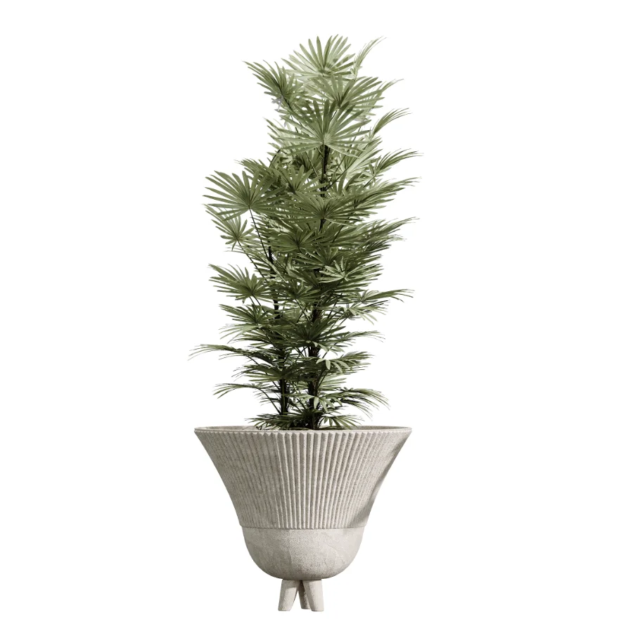 AV Indoor Plants Set 456 Wilsonii Chemlali Olive and Mission Olive Tree and Rhapis Lady Palm and Spathiphyllum Wallisii - Image 4
