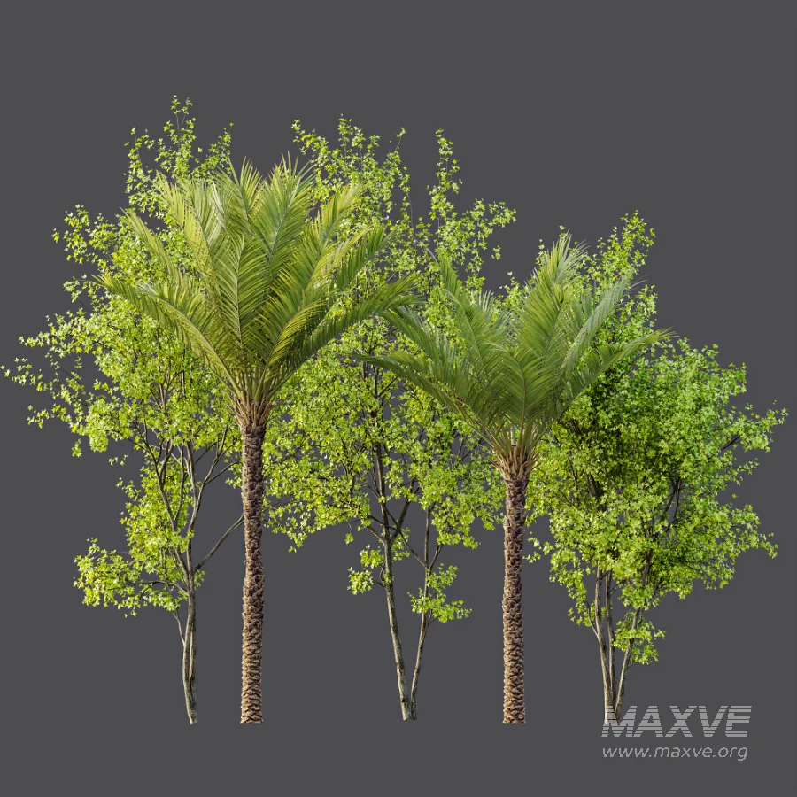 AV Phoenix Dactylifera Date Jurassic Palm Tree and Acer Saccharinum - Image 8