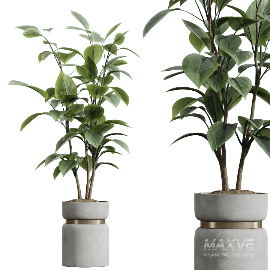 AV Indoor Plants Set 463 Ficus lyrata and Cyara Areca Palm and Aspidistra Elatio and Ficus Dracaena Marginata - Image 5