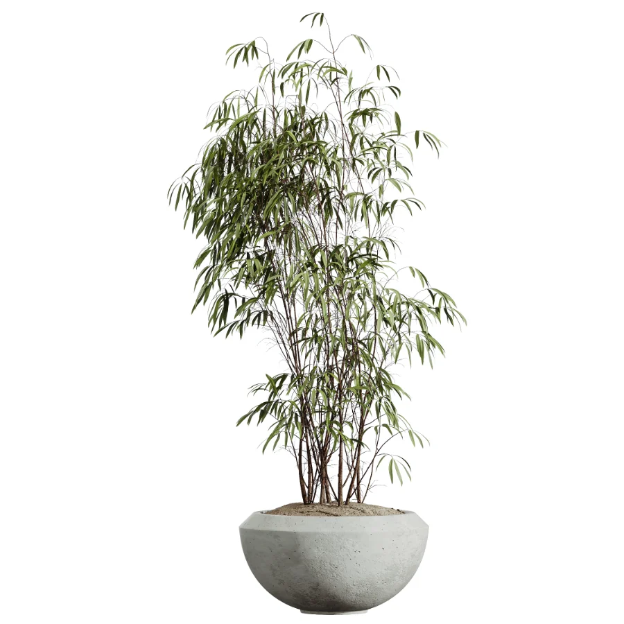 AV Indoor Plants Set 453 Briful Pachira and Elegant Monstera and Aloe Vera Succulents and Ficus Dracaena Marginata - Image 1