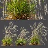 AV Calamagrostis Acutiflora Karl Foerster - Thumbnail 7