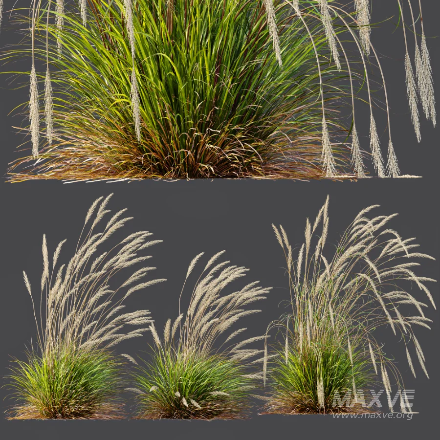 AV Calamagrostis Acutiflora Karl Foerster - Image 7
