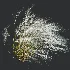 AV Celtica Gigantea Stipa Golden Oats and Stipa Tenuissima Ostnica Mocna Pony Tails - Thumbnail 3
