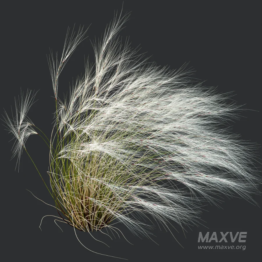 AV Celtica Gigantea Stipa Golden Oats and Stipa Tenuissima Ostnica Mocna Pony Tails - Image 3