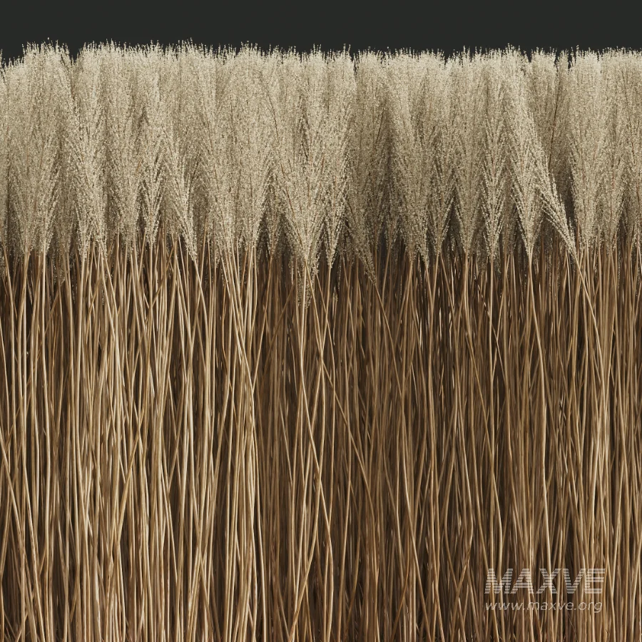 AV Calamagrostis Acutiflora Karl Foerster - Image 5