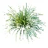 ntal grasses. These elegant groundcover species are valued for their refined texture, compact growth habit, and exceptional versatility in contemporary landscape architecture, Japanese gardens, urban parks, courtyards, and high-end residential projects. - Thumbnail 5
