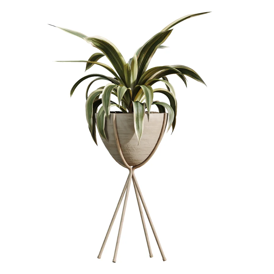 AV Indoor Plants Set 462 Licuala Grandis Palm and Dracaena Warneckii Cane and Snake Sansevieria and Ficus Cyathistipula and Chemlali Olive - Image 2