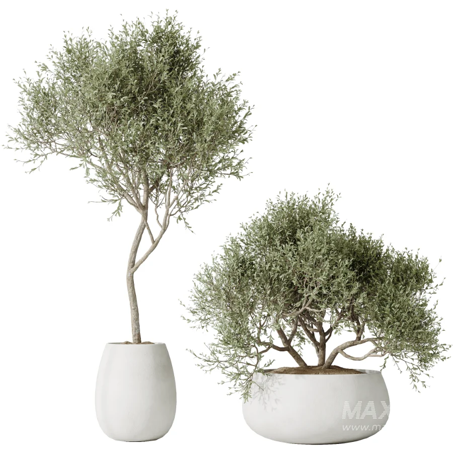 AV Indoor Plants Set 471 Chemlali Olive and Giant Monstera and Cyara Areca Palm and Ravenala Banana - Image 4
