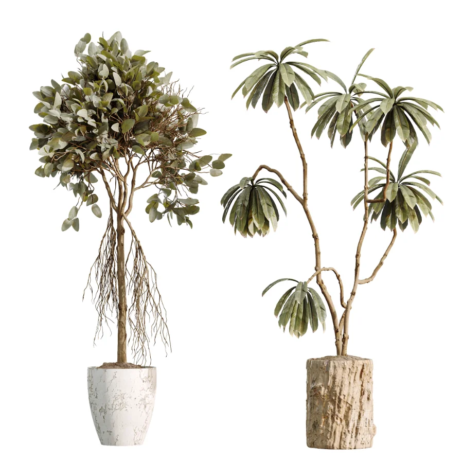 AV Indoor Plants Set 460 Ficus Cyathistipul and Calathea Lutea and Chemlali Olive and Ficus Benjamina African Fig - Image 6
