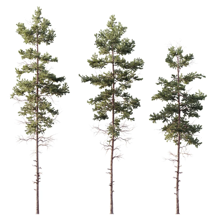 AV Pinus Palustris and Pinus Nigra Sylvestris Subsp Winter Snow trees - Image 1