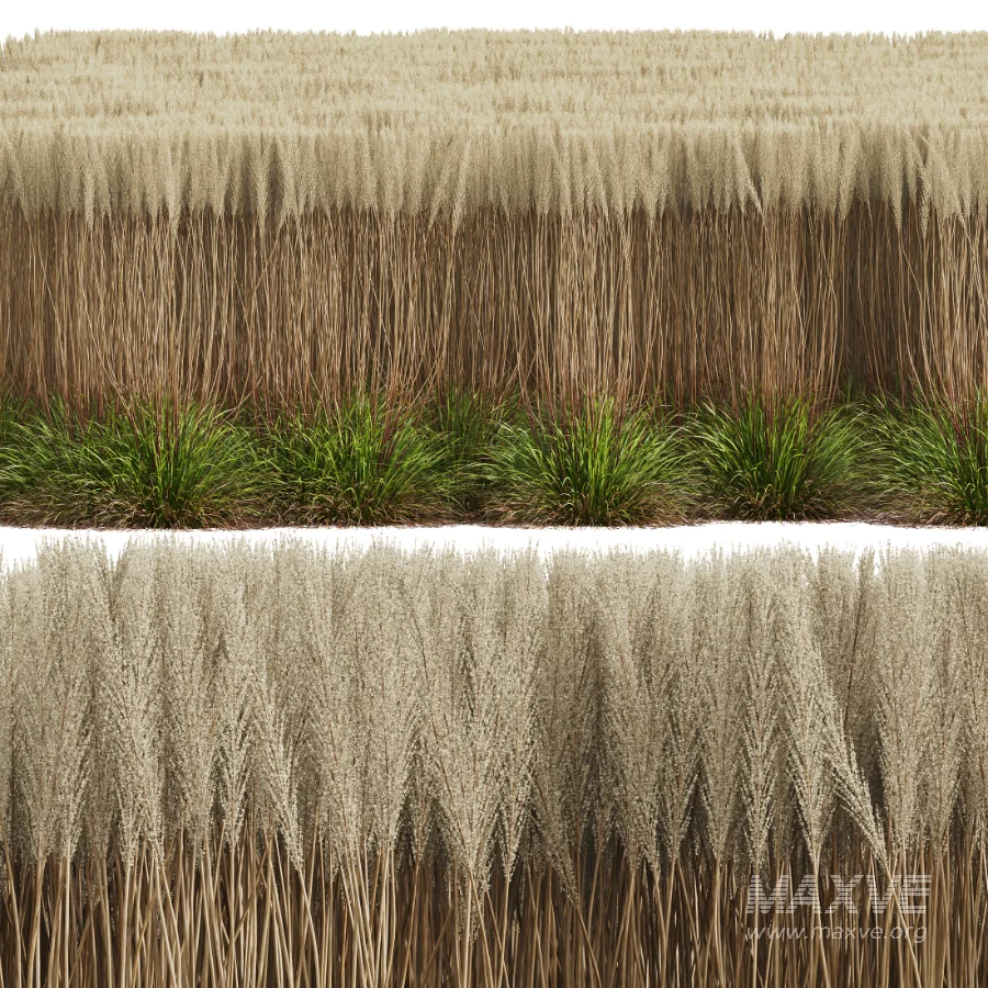 AV Calamagrostis Acutiflora Karl Foerster - Image 6