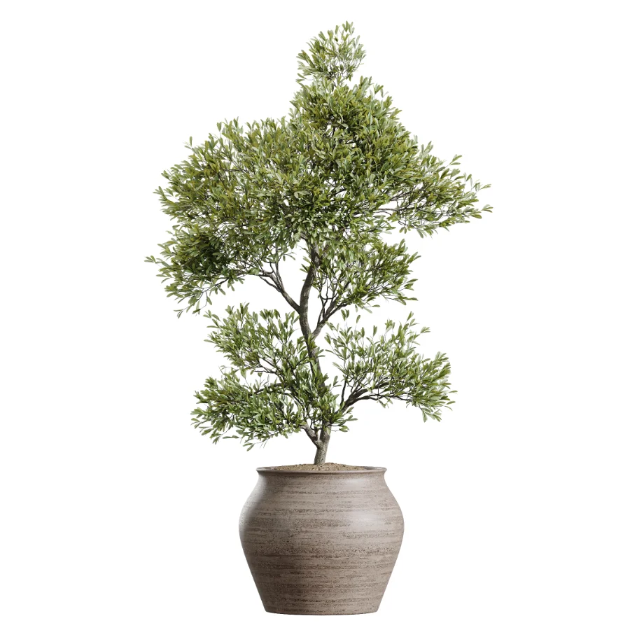 AV Indoor Plants Set 452 Dracaena Lemon Cane and Chemlali Olive and Briful Pachira and Areca Cat Reed Palm - Image 1