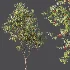 AV Plants Diospyros Kaki Persimmon Version02 - Thumbnail 5