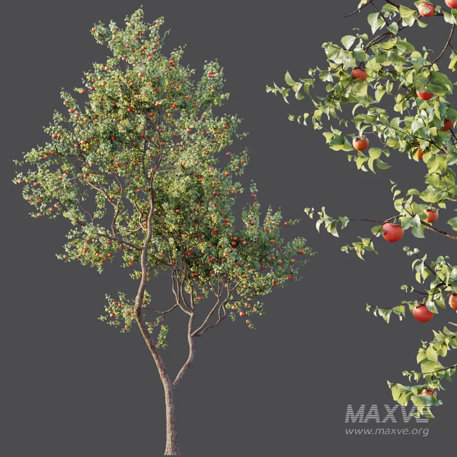 AV Plants Diospyros Kaki Persimmon Version02 - Image 5