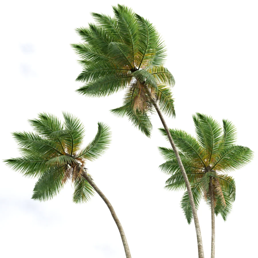 AV Borassus Flabellifer and Cocos Nucifera Windy palms - Image 4