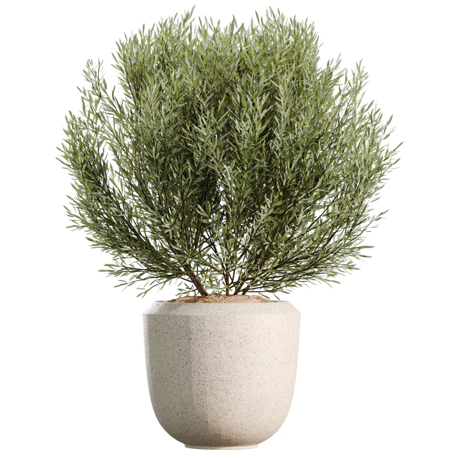 AV Indoor Plants Set 459 Chemlali Olive and Cat Reed Palm and China Orange Tree and Ficus Dracaena Marginata and Ravenala Banana - Image 7