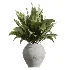AV Indoor Plants Set 450 Chemlali Olive Tree and Sansevieria Trifasciata and Spathiphyllum Peace Lily and Ficus Dracaena Marginata - Thumbnail 2