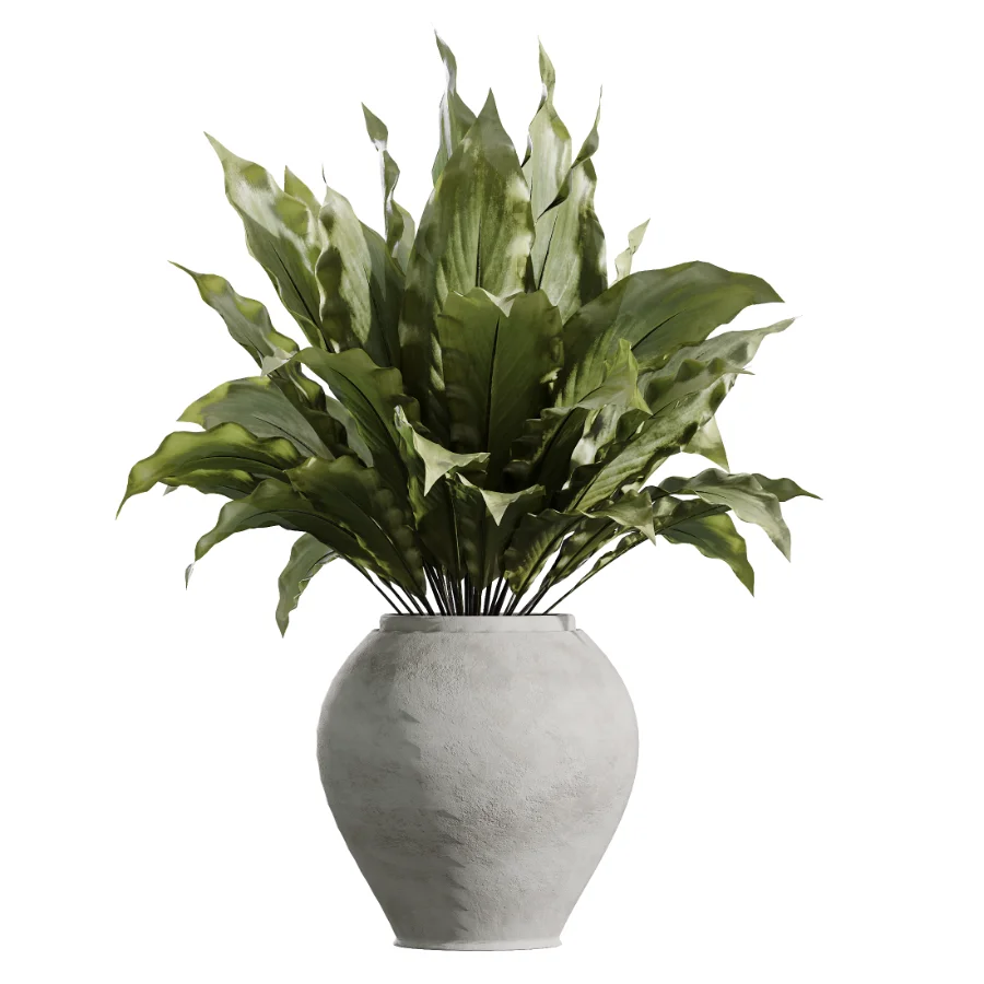 AV Indoor Plants Set 450 Chemlali Olive Tree and Sansevieria Trifasciata and Spathiphyllum Peace Lily and Ficus Dracaena Marginata - Image 2