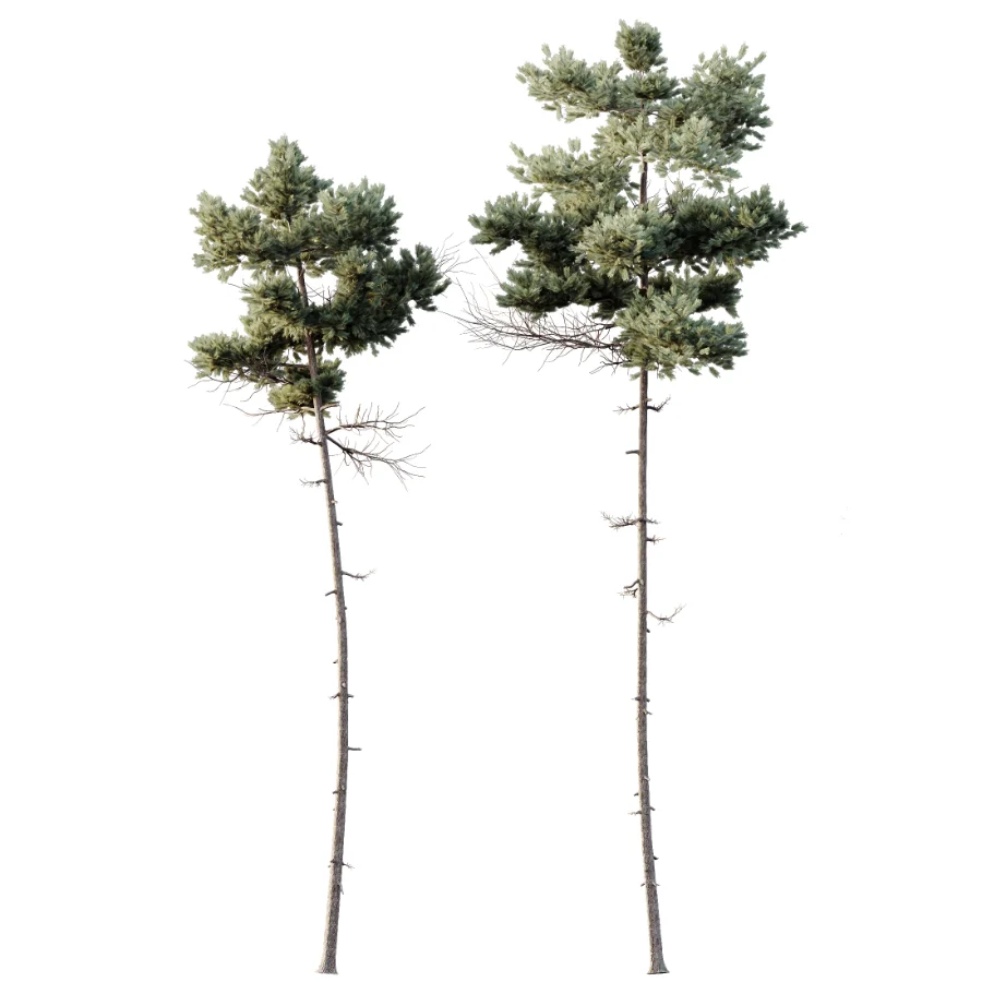 AV Pinus Echinata and Chamaecyparis Thyoides trees - Image 2