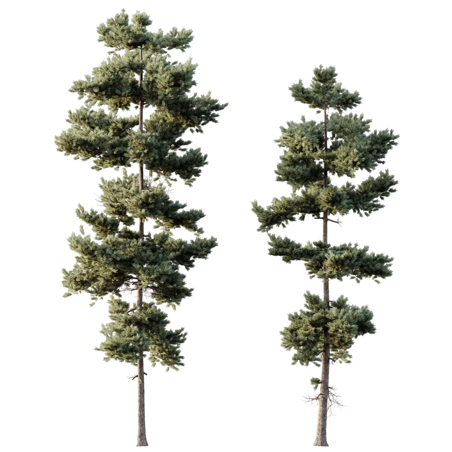 AV Pinus Engelmannii and Pinus Echinata trees - Image 2