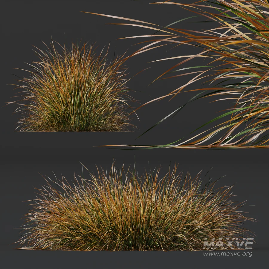 AV Stipa Tenuissima Ostnica Mocna Pony Tails and Carex Testacea Orange Sedge Grass Prairie Fire - Image 3