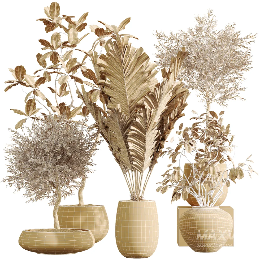 AV Indoor Plants Set 451 Olive Elegant and Ficus Dracaena Marginata and Cyara Areca Palm - Image 8