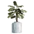 AV Indoor Plants Set 469 Yucca Elephantipe and Briful Pachira and Licuala Grandis Palm and Cyara Areca Palm - Thumbnail 1