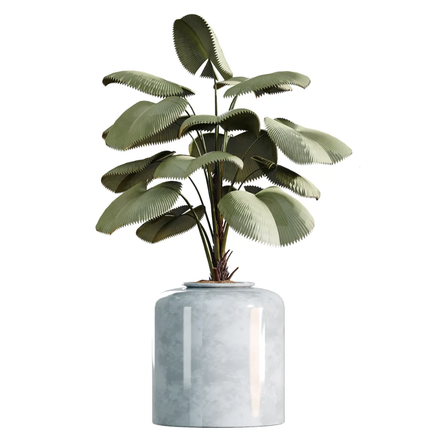 AV Indoor Plants Set 469 Yucca Elephantipe and Briful Pachira and Licuala Grandis Palm and Cyara Areca Palm - Image 1