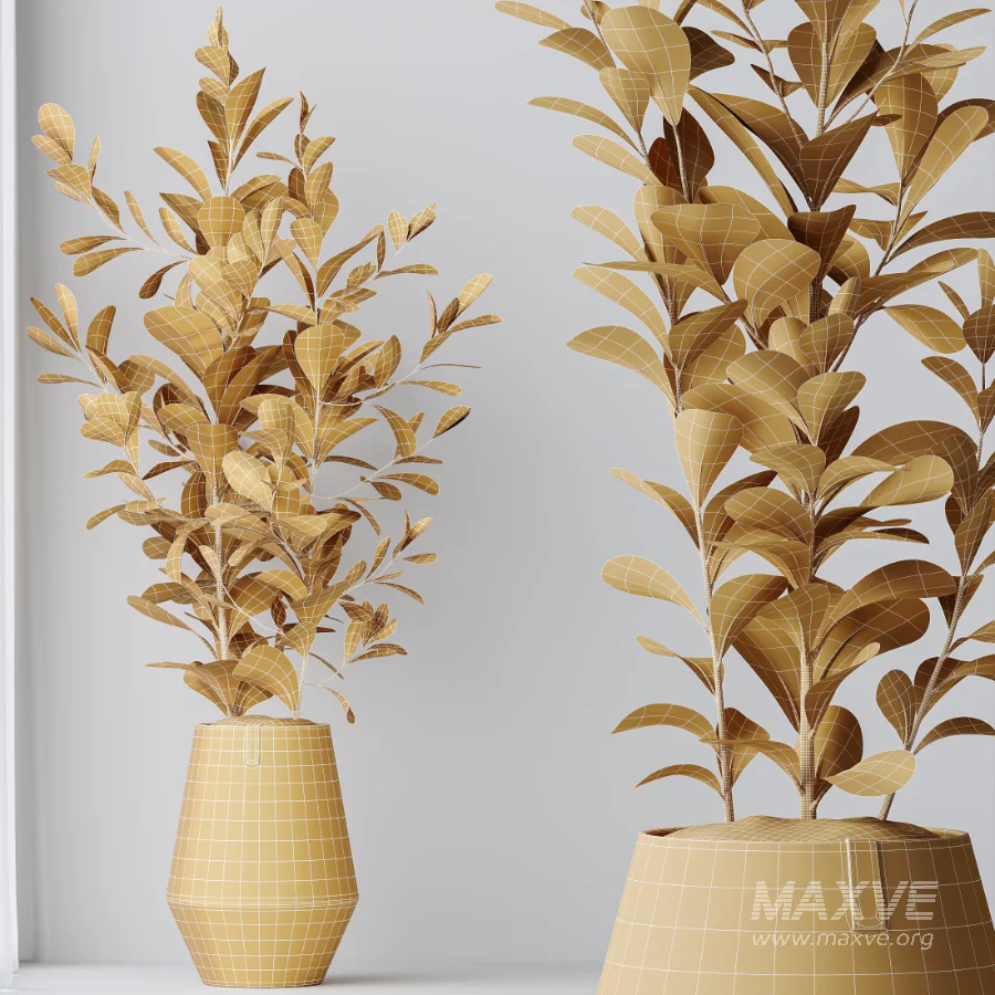 AV Indoor Plants Set 454 Chemlali Olive Tree and Bird Of ParadiseBird and Ficus microcarpa and Ficus Dracaena Marginata - Image 8