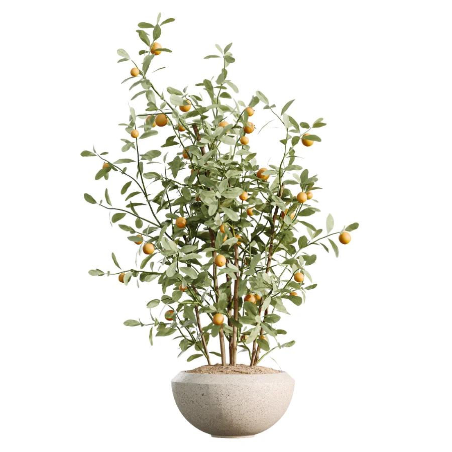 AV Indoor Plants Set 459 Chemlali Olive and Cat Reed Palm and China Orange Tree and Ficus Dracaena Marginata and Ravenala Banana - Image 2