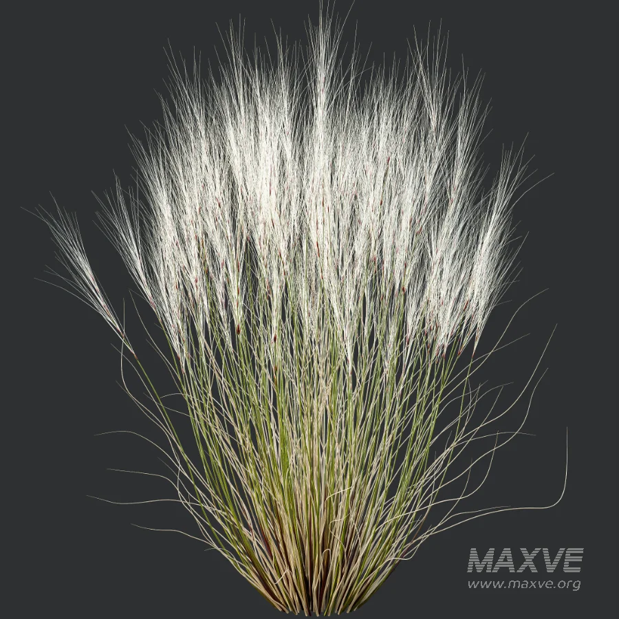 AV Stipa Tenuissima Ostnica Mocna Pony Tails and Carex Testacea Orange Sedge Grass Prairie Fire - Image 2