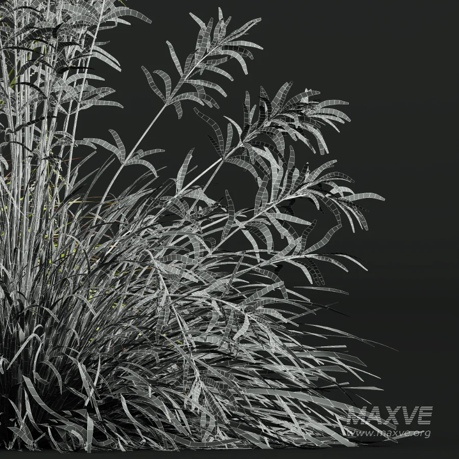 AV Calamagrostis Acutiflora Karl Foerster and Stipa arundinacea Sweet Grasses - Image 11