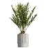 AV Indoor Plants Set 465 Coconut Palm and Cyara Areca Palm and Chemlali Olive Tree and Orange Calamondin Tree - Thumbnail 2