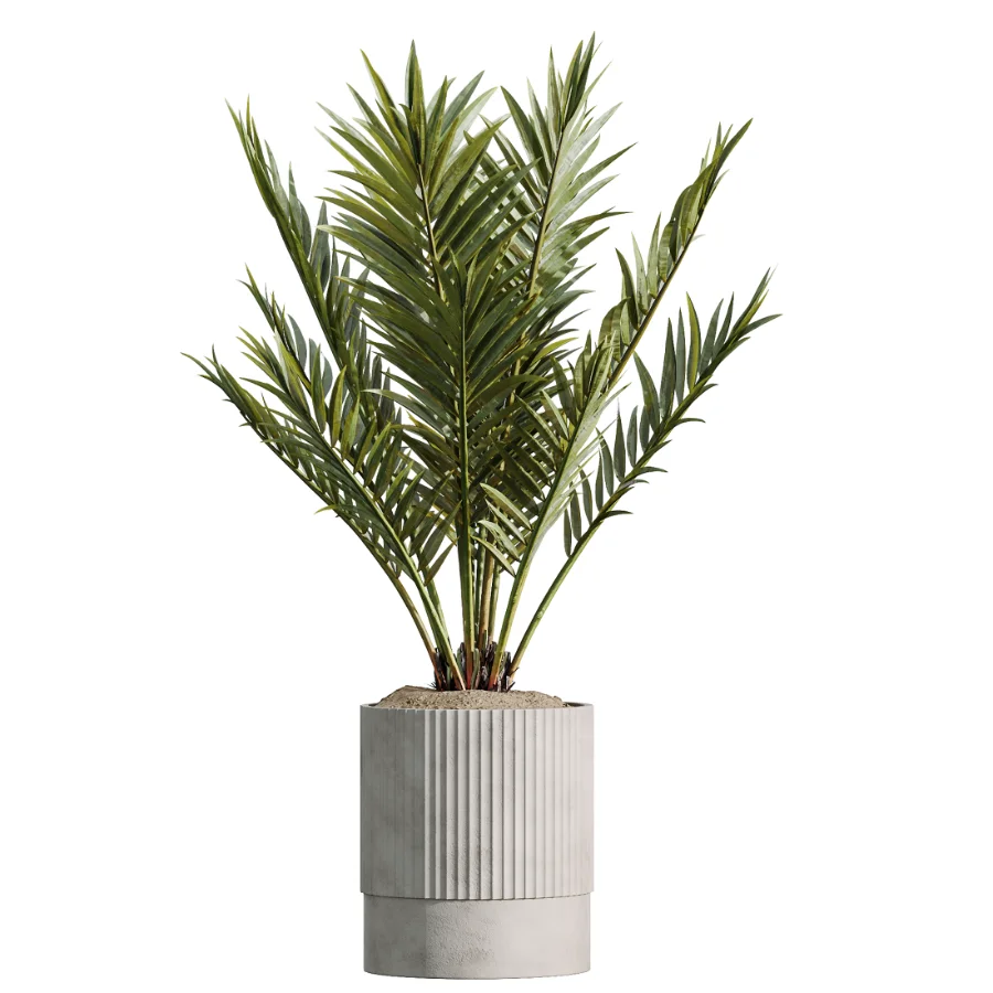 AV Indoor Plants Set 465 Coconut Palm and Cyara Areca Palm and Chemlali Olive Tree and Orange Calamondin Tree - Image 2