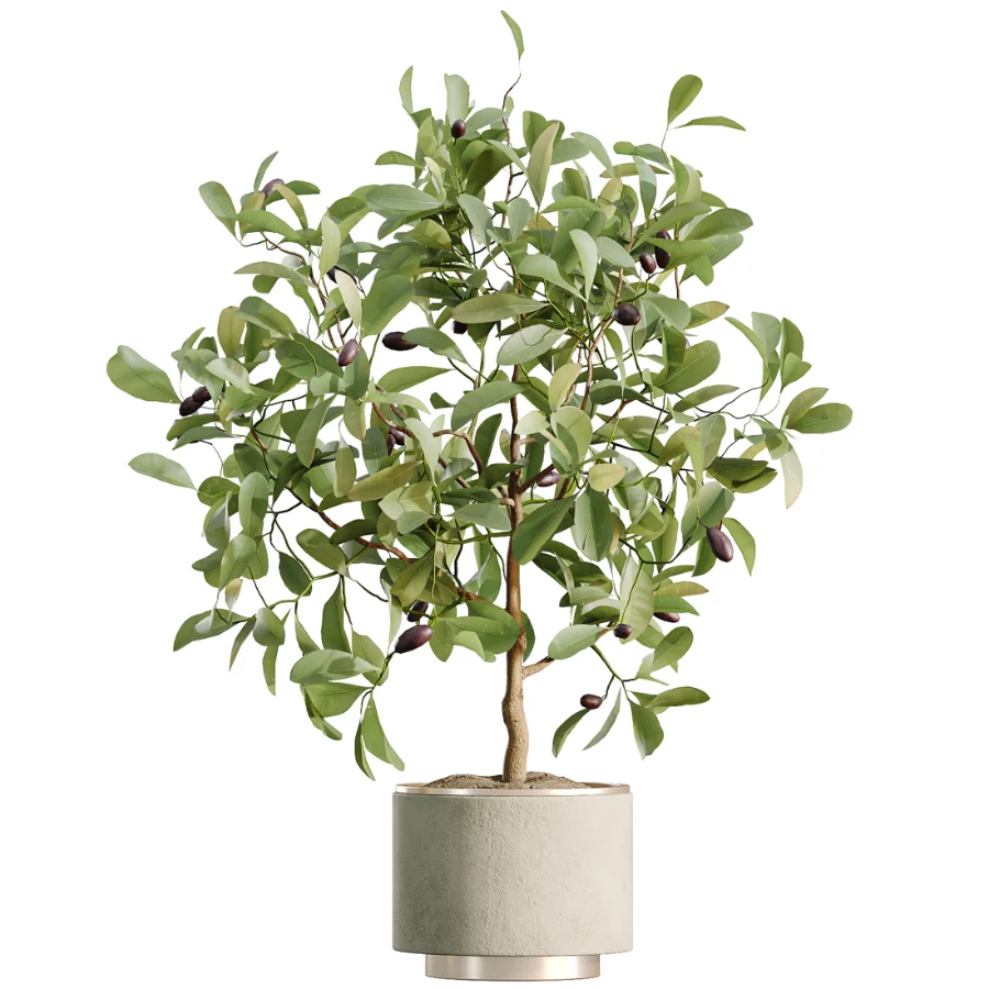 AV Indoor Plants Set 467 Ficus Retusa and Chemlali Olive and Briful Pachira and Ficus Cyathistipula and China Orange Tree - Image 4