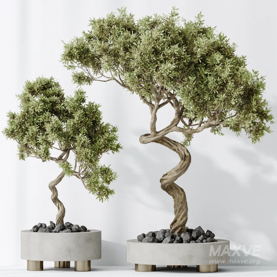AV Indoor Plants Set 458 Ravenala Banana and Wilsonii Chemlali Olive and Alnus Glutinosa - Image 1