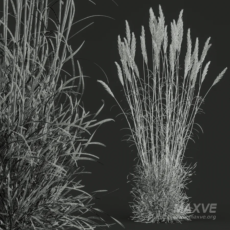 AV Calamagrostis Acutiflora Karl Foerster - Image 9