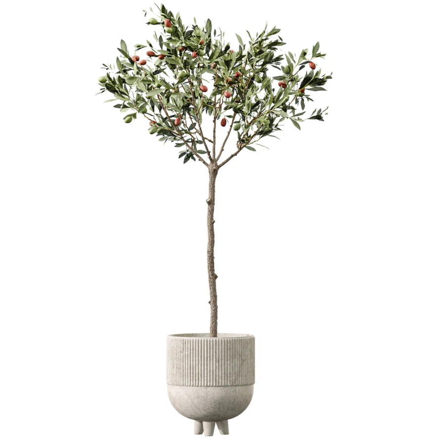 AV Indoor Plants Set 456 Wilsonii Chemlali Olive and Mission Olive Tree and Rhapis Lady Palm and Spathiphyllum Wallisii - Image 1