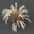 AV Carex Testacea Orange Sedge Grass Prairie Fire and Nassella Tenuissima fall - Thumbnail 7