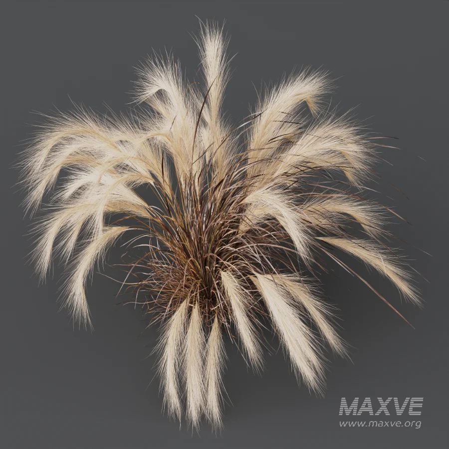 AV Carex Testacea Orange Sedge Grass Prairie Fire and Nassella Tenuissima fall - Image 7