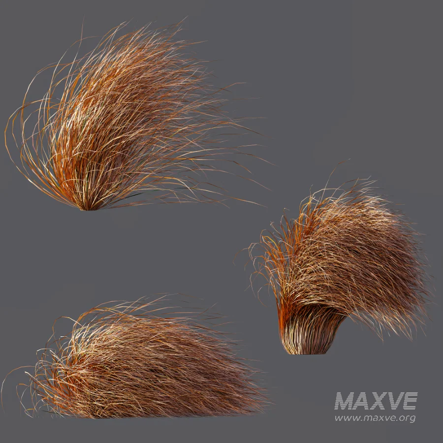 AV Carex Testacea Orange Sedge Grass Prairie Fire and Nassella Tenuissima fall - Image 10