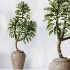 AV Indoor Plants Set 464 Olive Euphorbia Drupifera Cunjevoi Alocasia Spineless Yucca Licuala Palm - Thumbnail 8