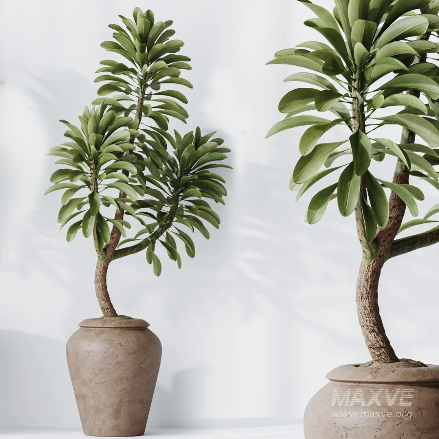 AV Indoor Plants Set 464 Olive Euphorbia Drupifera Cunjevoi Alocasia Spineless Yucca Licuala Palm - Image 8